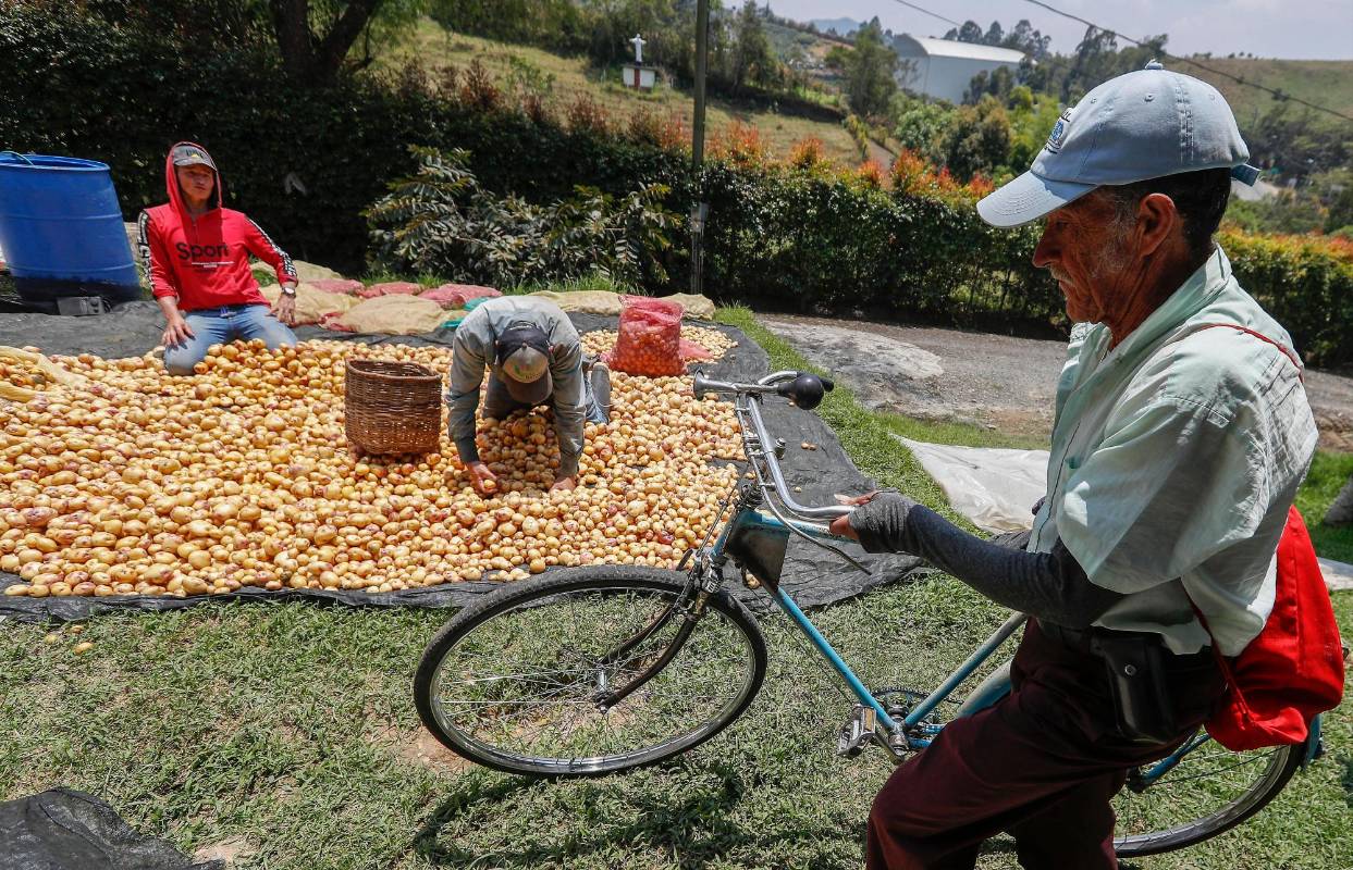 Los campesinos de las diferentes veredas del Municipio, son personas comprometidas con el buen cultivo para salud de los consumidores. Foto: Manuel Saldarriaga Quintero