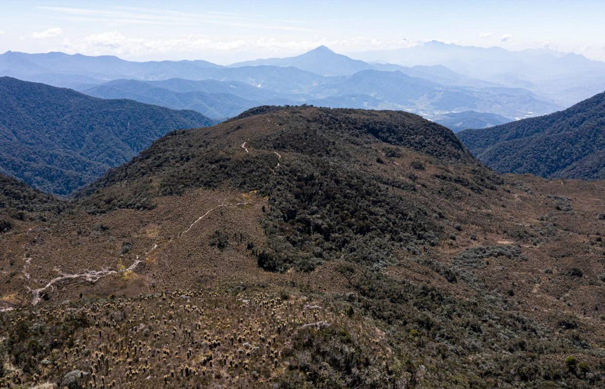 Decidieron prohibir el paso de turistas hacia sus tierras en Llano Grande, para proteger el gran santuario de los frailejones gigantes y un enclave vital para la continuidad del páramo. Foto: MANUEL SALDARRIAGA QUINTERO.
