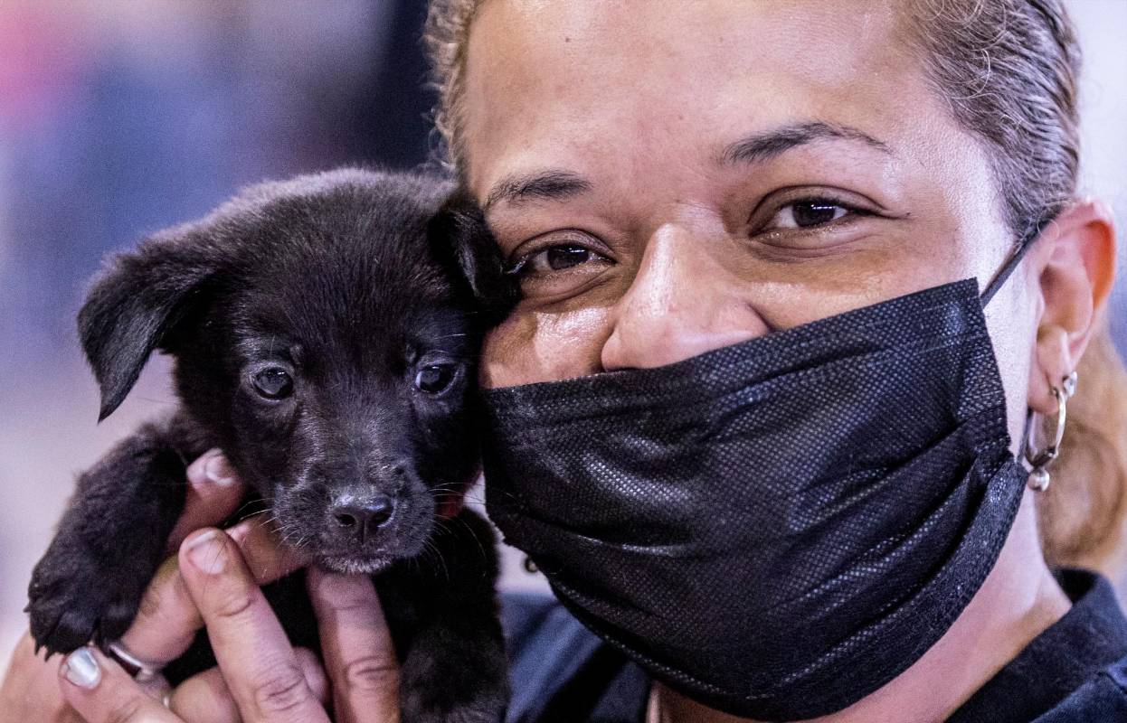 Durante la jornada se adoptaron 60 animalitos entre perros y gatos Foto: Jaime Pérez
