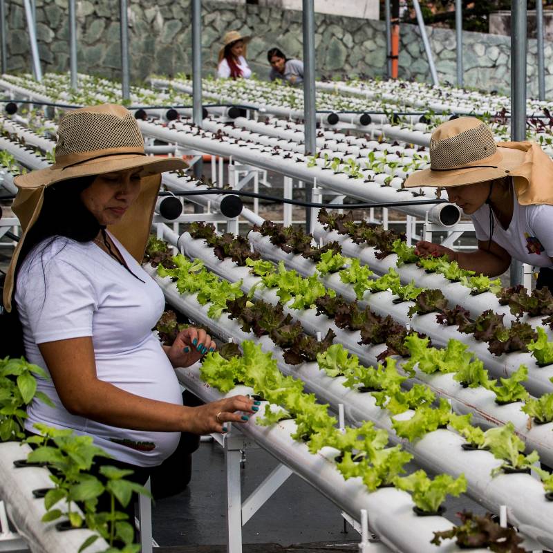 En la comuna 13 funcionan las Terrazas Verdes, una estrategia que promueve la seguridad alimentaria en hogares con jefas de hogar mujeres. La iniciativa es de líderes sociales y la apoyan empresas y la Fundación Éxito. FOTO Julio César Herrera