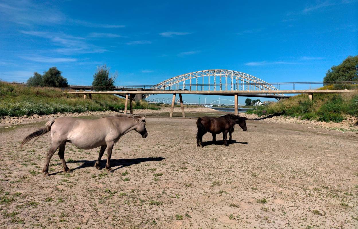 En Nijmegen, Países Bajos, las altas temperaturas que se registran por estos días han ocasionado la disminución de los niveles de agua del río Waal. Foto: Getty