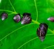 El caracol africano se reproduce con facilidad, lo cual implica una capacidad amplia para copar áreas grandes con rapidez. FOTO: JULIO CÉSAR HERRERA