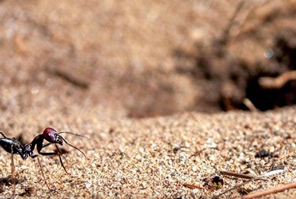 La hormiga del desierto <i>Cataglyphis nodus</i> en la entrada de su nido: un agujero discreto en el suelo que no se puede ver desde la perspectiva de la hormiga. Foto: Europa Press.