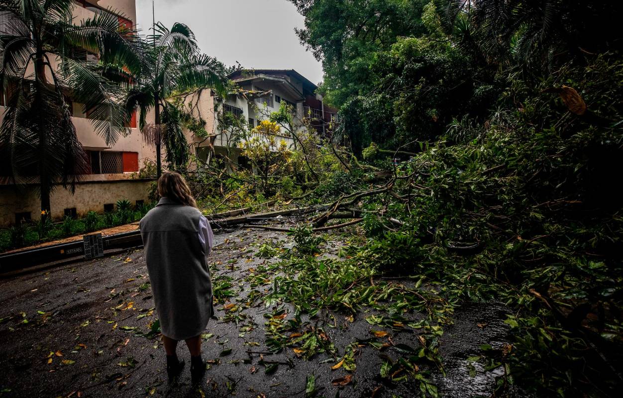 Los árboles son seres vivos y pueden verse afectados por situaciones medio ambientales no previsibles en muchos casos. Foto Camilo Suárez