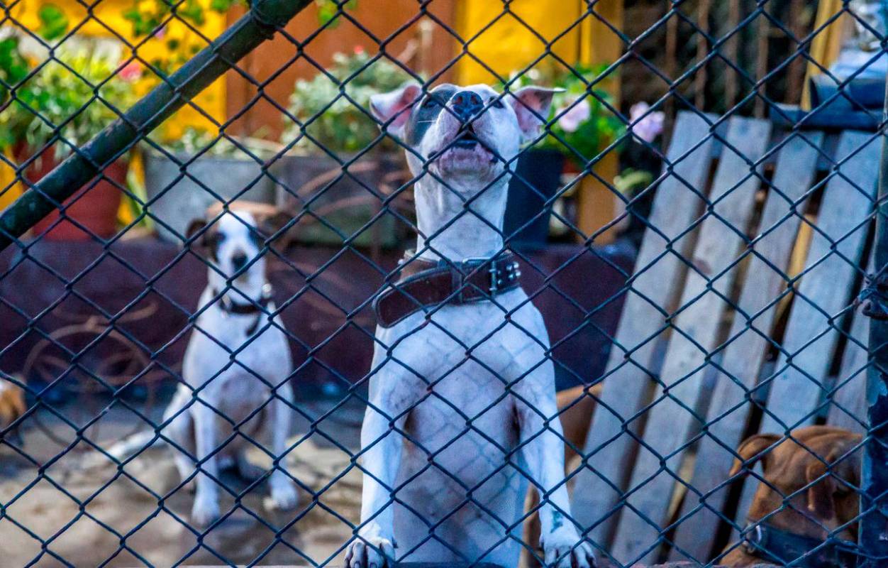 En el municipio y desde otras zonas de Antioquia han enviado ayudas; comida y dinero para la atención médica de las mascotas. Fotos Juan Antonio Sánchez Ocampo