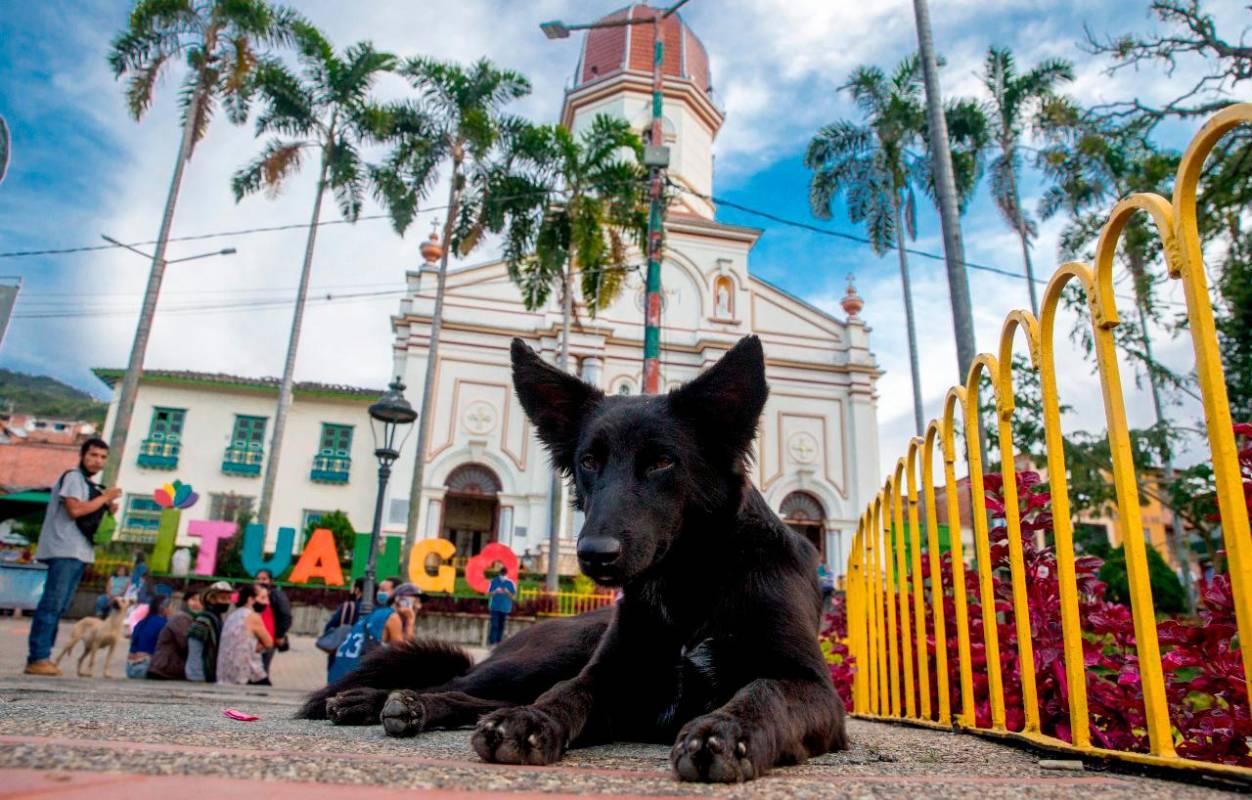 Las mascotas, sufren de estrés por las dificultades generadas por el desplazamiento, padecen algunas patologías parasitarias y otras enfermedades sin tratar. Fotos Juan Antonio Sánchez Ocampo