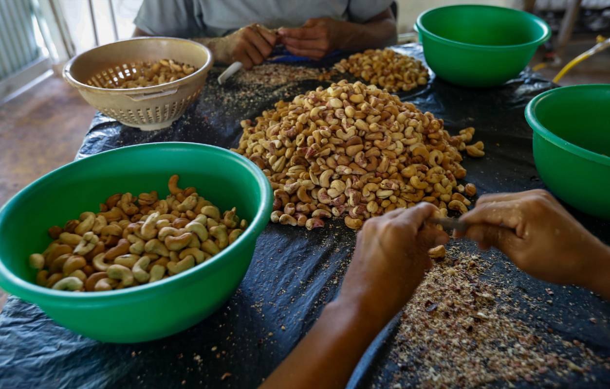 En promedio se siembran 125 árboles por hectárea. Foto: Manuel Saldarriaga Quintero.