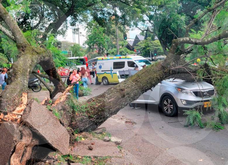 Por la caída de este árbol la avenida 80 se encuentra cerrada desde la calle 53, mientras se atiende la emergencia. FOTO: Cortesía