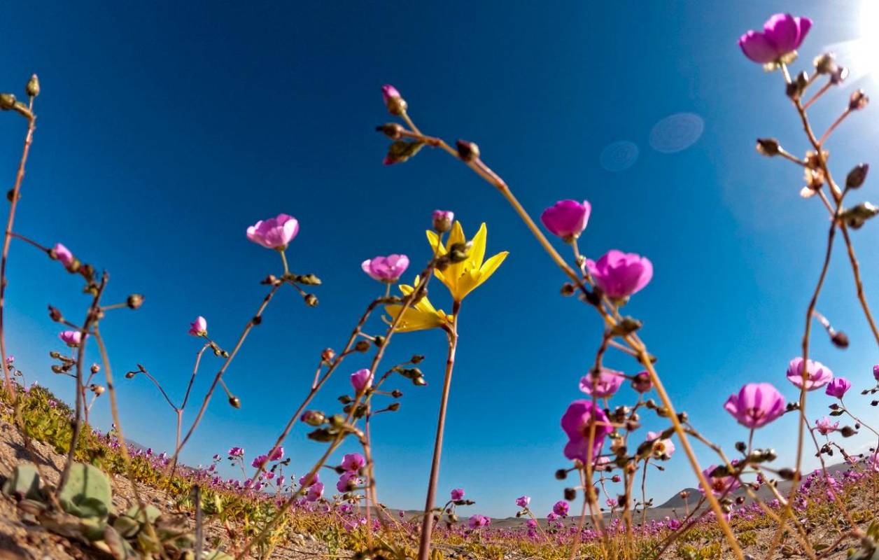 En el desierto se aprecian grandes manchas de colores, predominando el blanco, el amarillo y el morado. Foto AFP