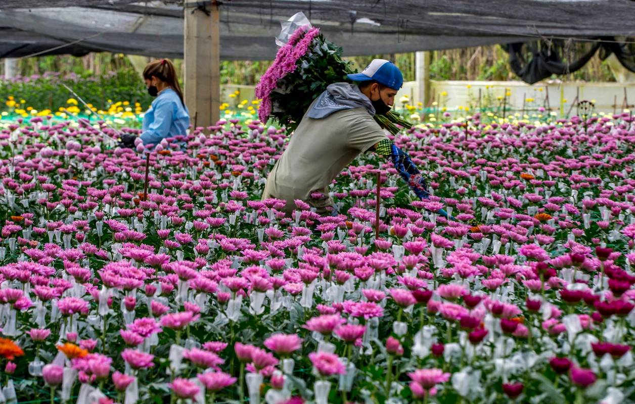 Con flores colombianas el Día de San Valentín, se celebró principalmente en Estados Unidos, también recibieron nuestras flores otras naciones como Japón, Canadá e Inglaterra. Foto Juan Antonio Sánchez Ocampo