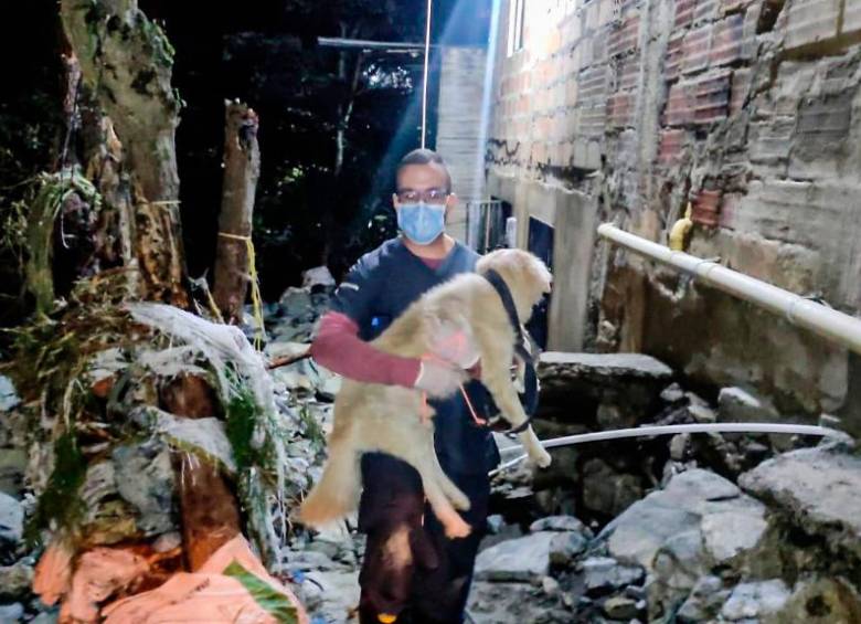 Tras la emergencia, 60 animales domésticos recibieron atención veterinaria y 11 fueron rescatados. FOTO: CORTESÍA.