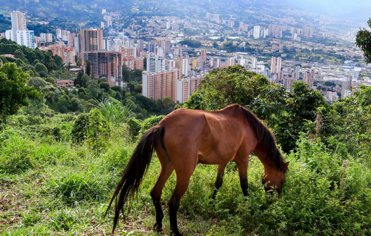 En el alto de Sabaneta caballos pastan tranquilamente aprovechando que aún queda pasto en abundancia en el sector. FOTO: Jaime Pérez