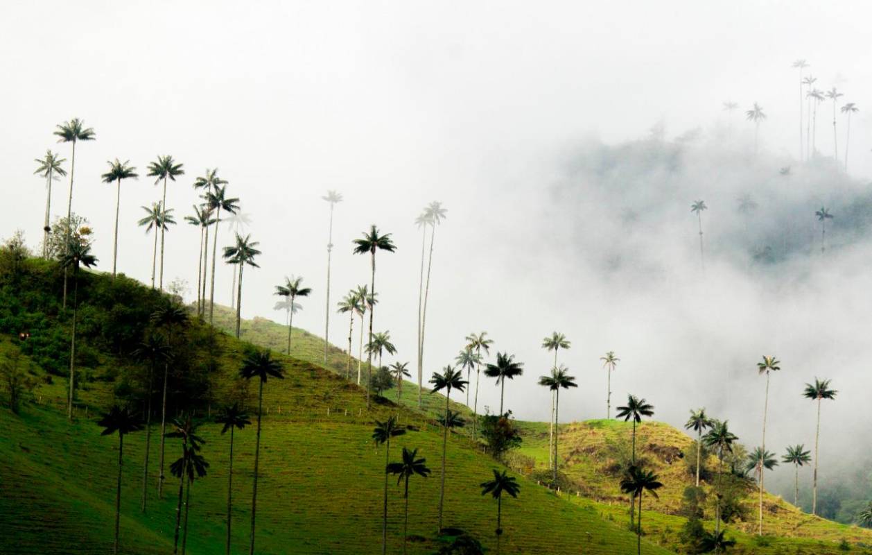 Salento, donde está ubicado el Valle del Cocora, en el Eje Cafetero, es el destino más valorado por el turismo. Foto : Henry Agudelo