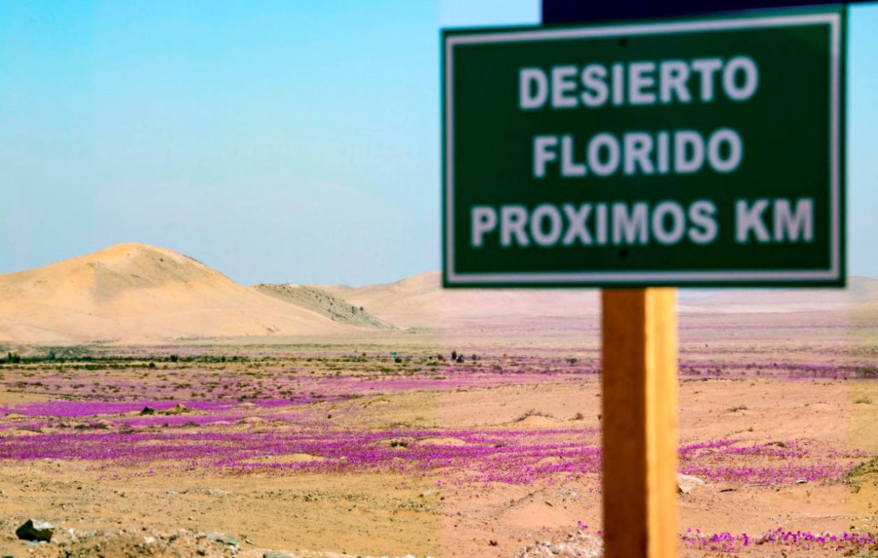 Este desierto ubicado al norte de Chile es considerado el más seco y árido del mundo. Foto AFP