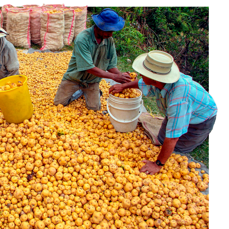 ¡Buena papa! A Don Beto le compraron todo el cultivo en un solo día 