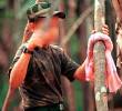 Las disidencias de las Farc y el ELN están detrás de la mayoría de los reclutamientos, según las autoridades. FOTO: ARCHIVO.