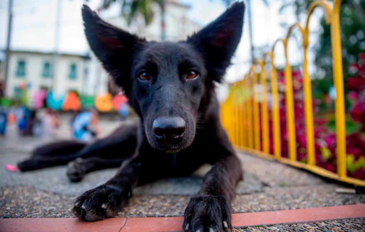 Se estima que en las veredas abandonadas la cifra, solo de perros, puede ser tres o cuatro veces superior a la del censo realizado con los desplazados. Fotos Juan Antonio Sánchez Ocampo
