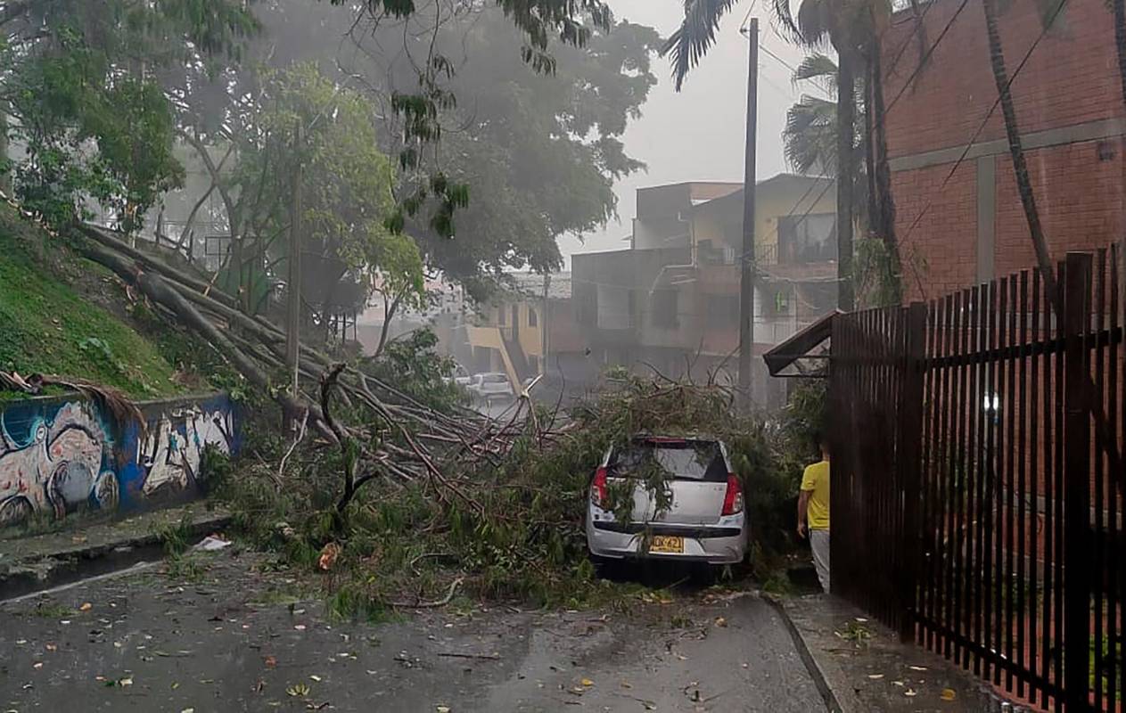 Según el Dagrd en lo que va del 2023 son 107 los incidentes de caídas de árboles, sobretodo en zonas residenciales del occidente. Foto Julio César Herrera