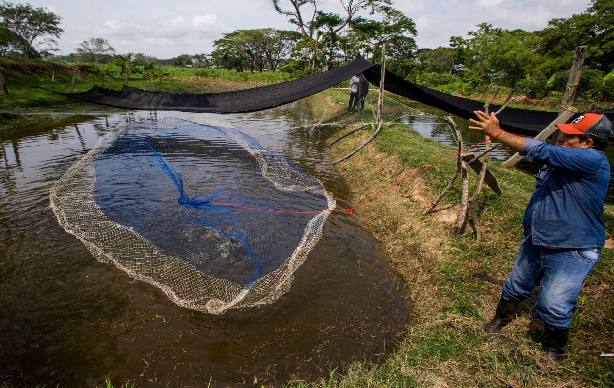 La granja cuenta con 4 estanques en los que se cultivan especies como la mojarra y el bocachico. Foto: Julio César Herrera