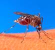 El mosquito denominado Aedes aegypti es el que trasmite el dengue. FOTO: (Colprensa-La Patria)