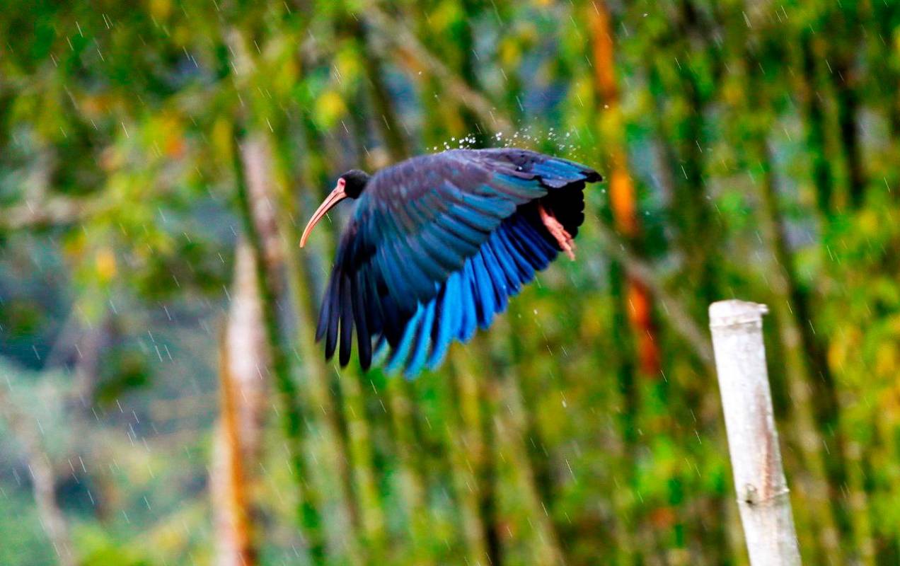 Filandia se encuentra ubicada al norte del Departamento del Quindío y es un Municipio donde se puede disfrutar de un turismo de naturaleza, con recorridos guiados por los diferentes senderos ecológicos. Foto : Manuel Saldarriaga