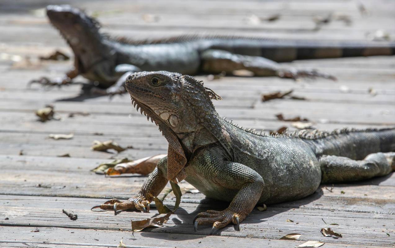 Patos, iguanas, tortugas entre otros, están la vista de los visitantes. Foto: Manuel Saldarriaga Quintero.