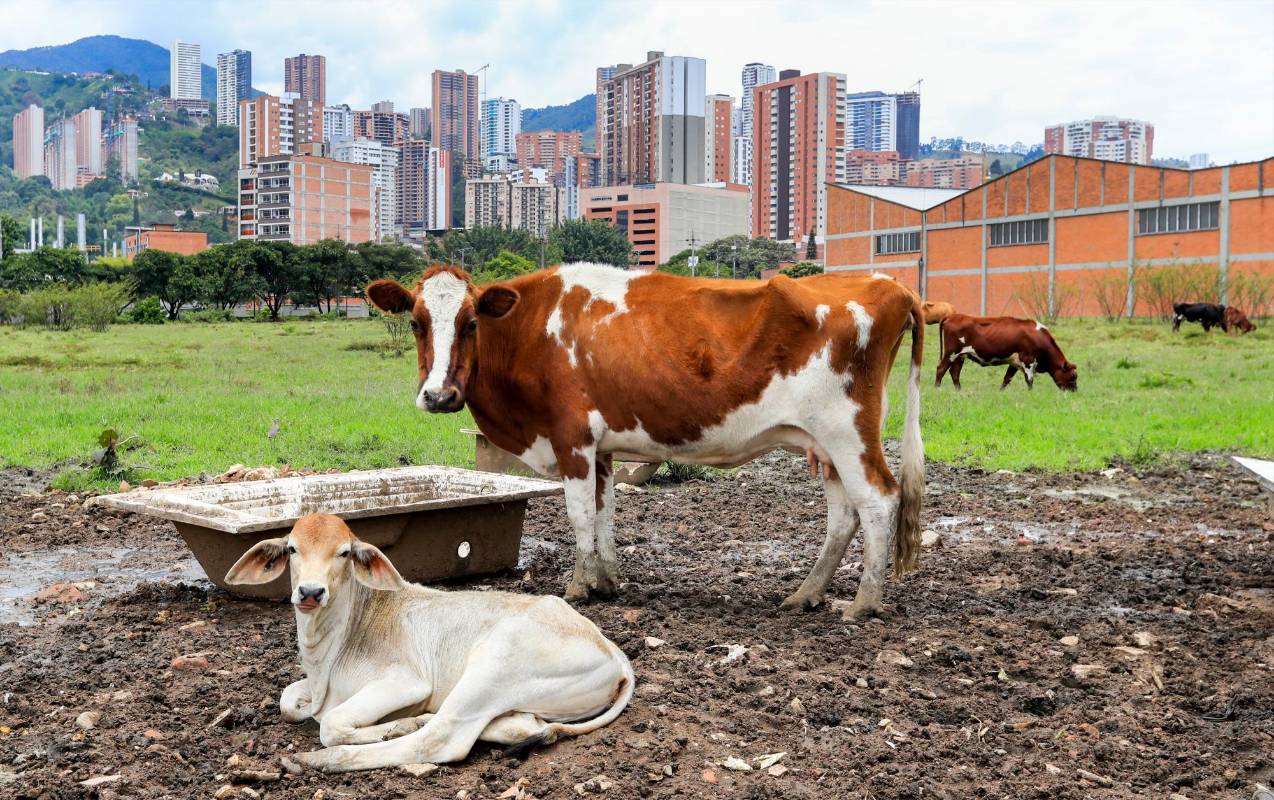 En Sabaneta existen varias fincas que sobreviven a pesar del incremento de la construcción de edificios. FOTO: Jaime Pérez