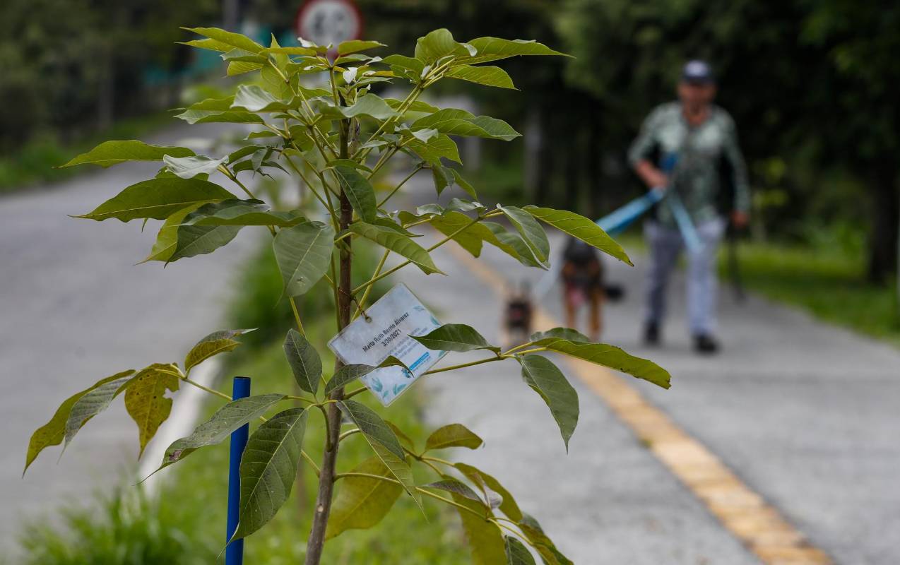 Para el alcalde Juan Sebastián Abad Betancur, sembrar árboles es sembrar vida y es una manera de resignificar la muerte”. Foto: Manuel Saldarriaga Quintero.