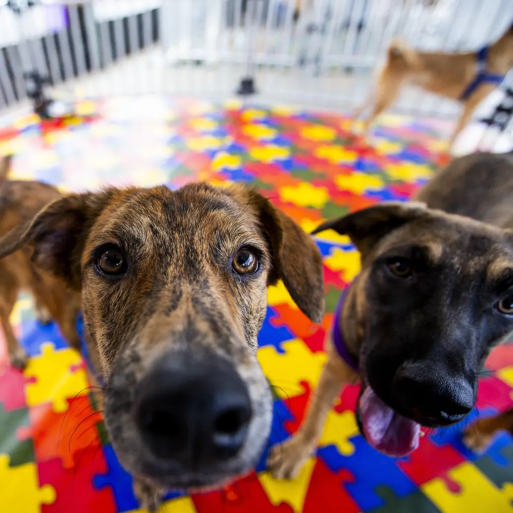 Diversos estudios sugieren que convivir con mascotas, especialmente perros, puede estar asociado con beneficios para la salud física y mental. FOTO Julio César Herrera