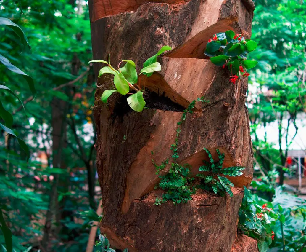Así se hizo la adecuación del tronco del árbol intervenido en el sector de Provenza para continuar generando ecosistemas en la zona. FOTO: CORTESÍA ALCALDÍA DE MEDELLÍN