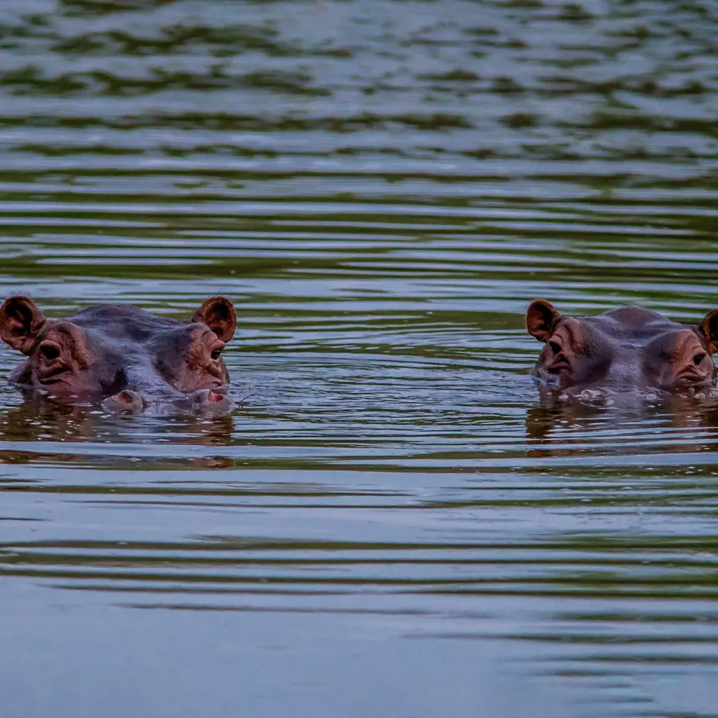 Los hipopótamos del Magdalena Medio se han convertido en un verdadero problema ambiental y social, pues además de que son una especie que altera el ecosistema, su reproducción endogámica los puede enfermar y mutar. Foto: Camilo Suárez