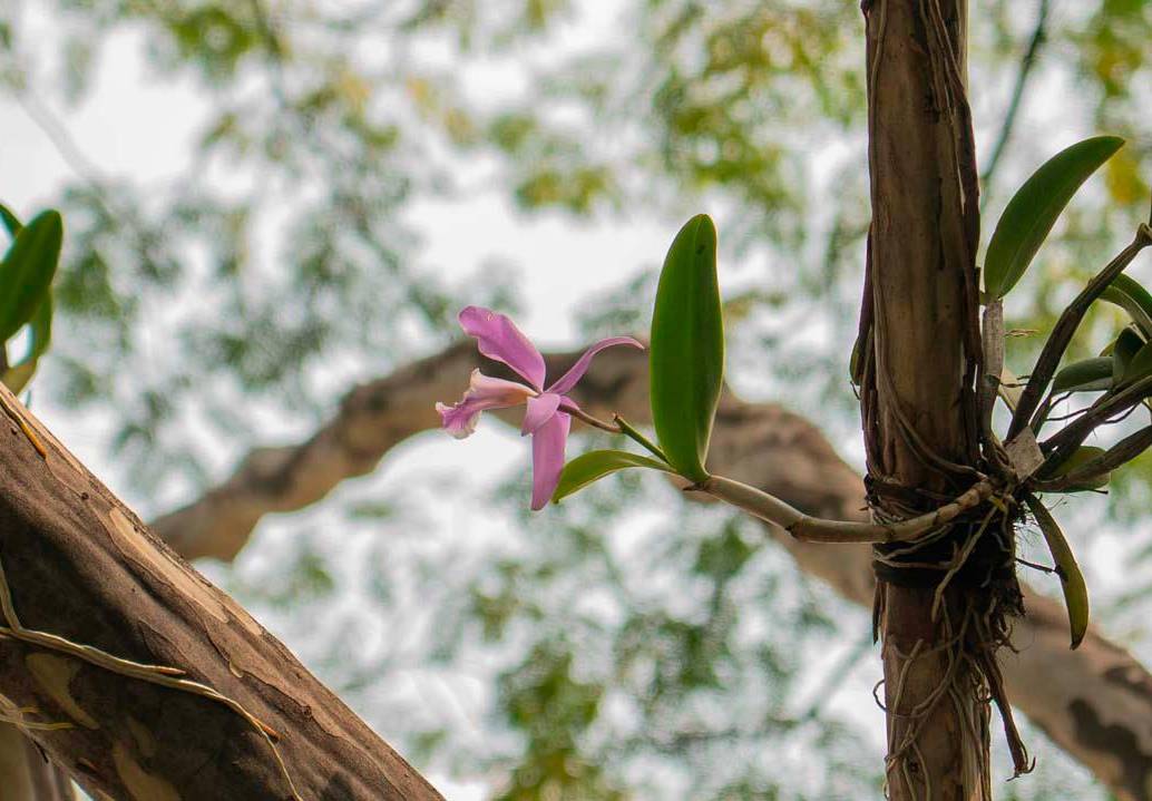 Las orquídeas instaladas en los árboles del Centro de Medellín son nativas y varias han estado en riesgo de extinción. FOTO: CORTESÍA ALCALDÍA DE MEDELLÍN