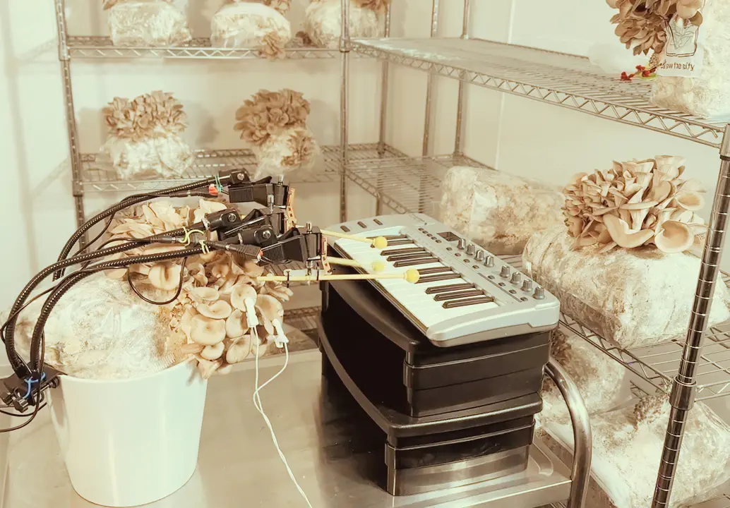 En 2024 este hongo tocando un teclado se convirtió en un video viral de <i>Bionic and the Wires</i>. FOTO cortesía<i> Bionic and the Wires</i>