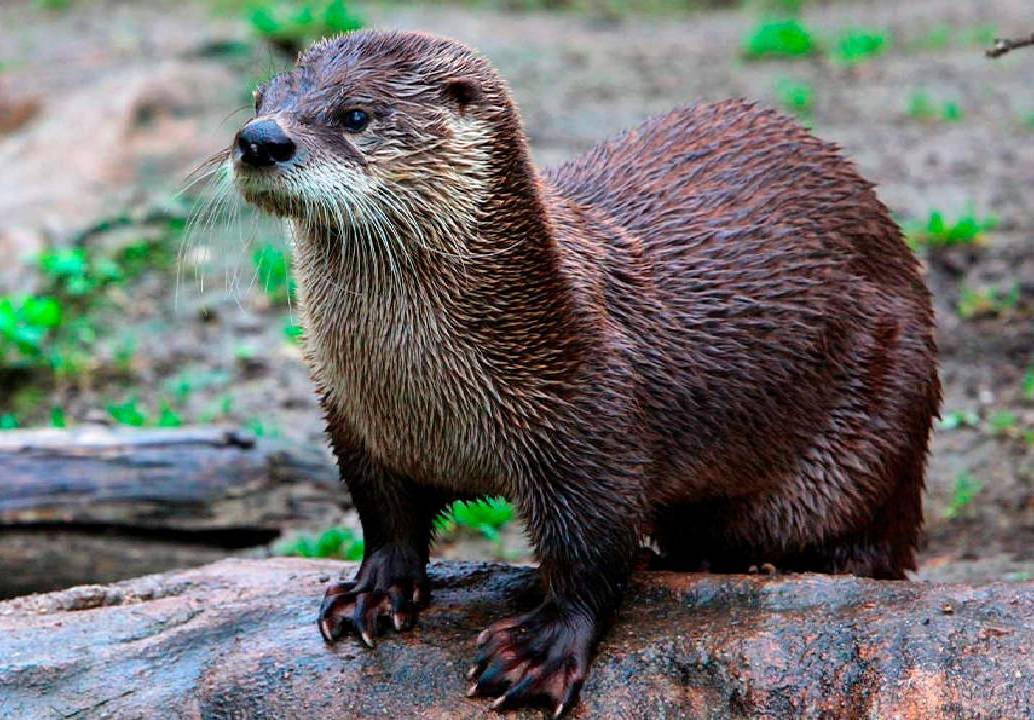La nutria neotropical está en estado vulnerable en Colombia por la fragmentación de sus ecosistemas. FOTO: CORTESÍA
