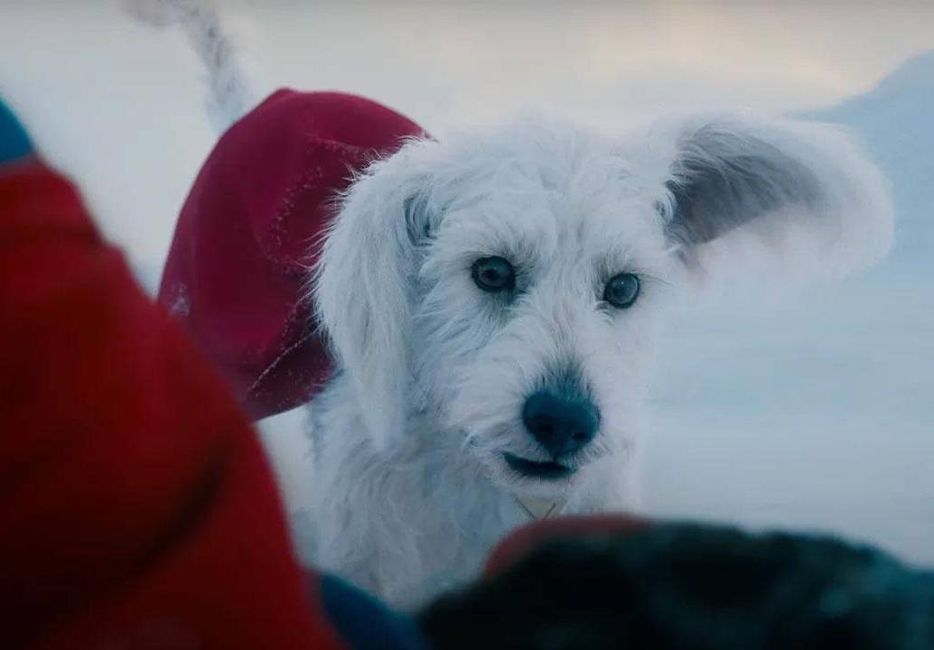 La figura de Krypto, el perro de Superman, inspiró un aumento masivo en la búsqueda y adopción de mascotas en Estados Unidos tras el estreno de la película dirigida por James Gunn. FOTO cortesía