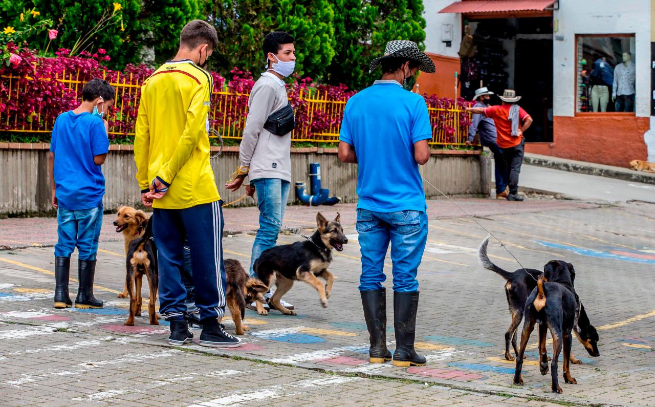 Además de la atención urgente a estos animales desplazados de sus hogares junto con sus familias, Ituango tiene un complejo problema de salud pública por la masiva presencia de perros callejeros. Fotos Juan Antonio Sánchez Ocampo