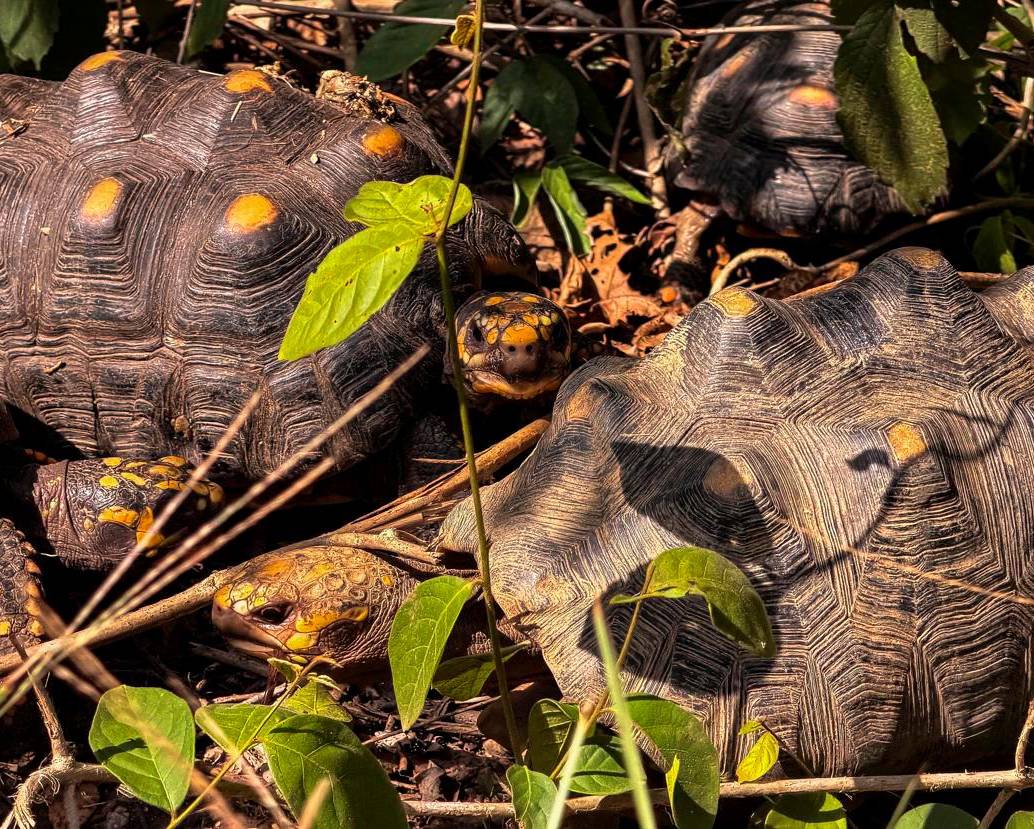 El grupo de animales liberados estaba compuesto por 20 tortugas hicoteas y 70 tortugas morrocoy, las cuales culminaron exitosamente un riguroso proceso de recuperación. FOTO CORTESÍA