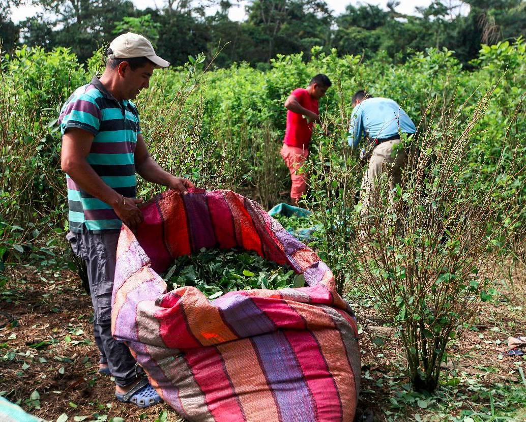 Colombia cuenta con más 60% de la producción de coca mundial. FOTOS CAMILO SUÁREZ. 