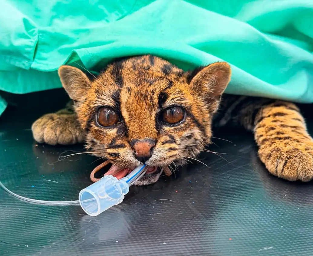 El tigrillo recibió cuidados médicos e incluso fue sometido a cirugía pero la leucemia felina lo complicó. FOTO: AMVA