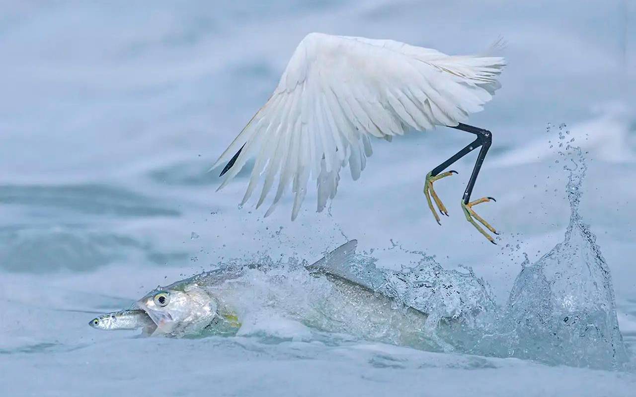 Qingrong Yang, con su fotografía: “Pesca sincronizada” obtuvo el premio de la categoría: Pájaros. El certamen, creado hace seis décadas, continúa consolidándose como el referente mundial de la fotografía de naturaleza. Foto: Qingrong Yang