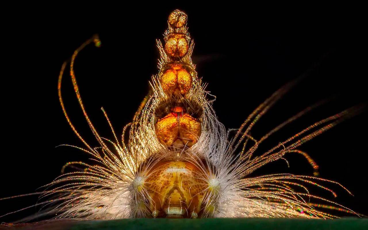 Georgina Steytler, con su fotografía: “ El Sombrerero Loco” fue la ganadora en la categoría: Invertebrados. La masiva participación subraya el creciente interés global por el estado de nuestro entorno natural y la capacidad de la fotografía para contar historias poderosas. Foto: Georgina Steytler 