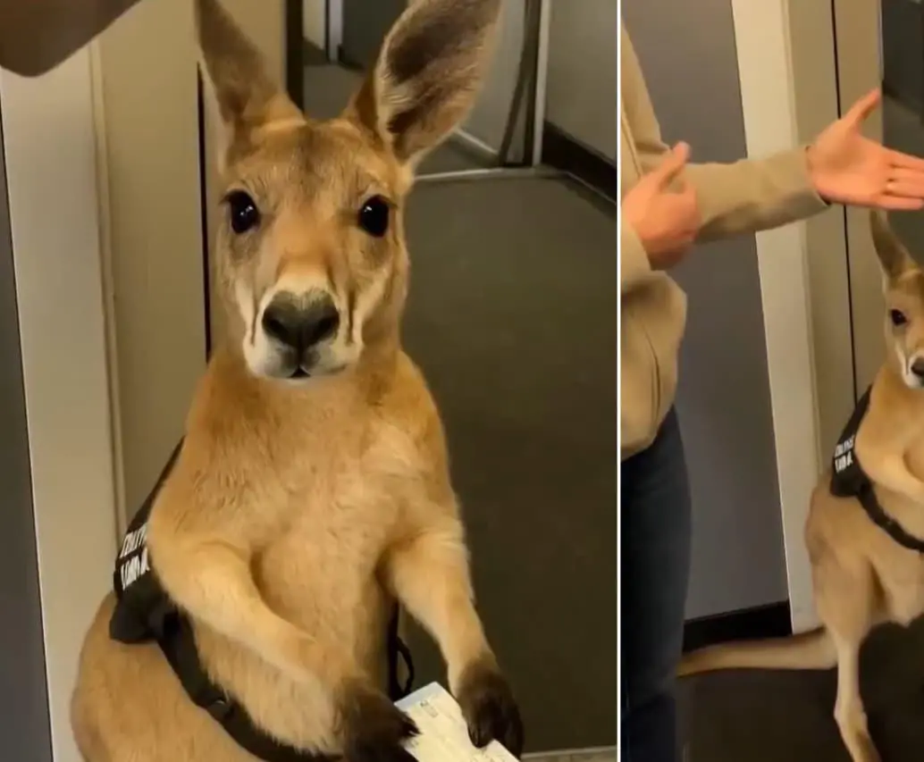El canguro que se viralizó en redes sociales no era lo que parecía. FOTOS: Capturas de video