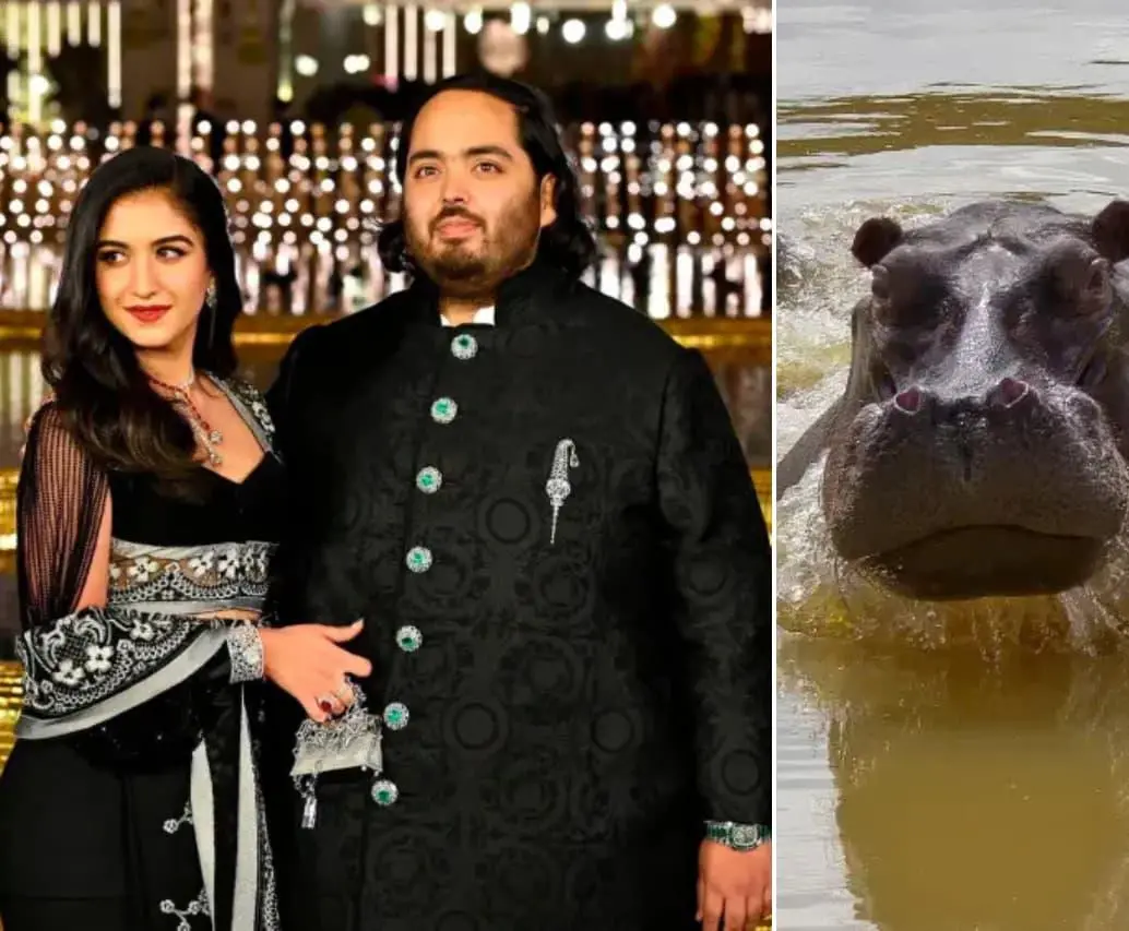 Anant Ambani se ofreció a recibir los 80 hipopótamos de Pablo Escobar en Colombia. ¿A dónde los llevará? FOTO: GETTY