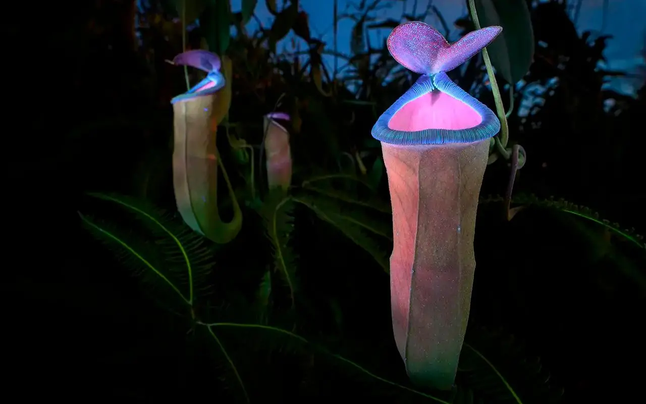 Foto: “Atractivo mortal” de Chien Lee, fue la ganadora en la categoría: Plantas y hongos. Las fotos ganadoras no solo celebran la creatividad y la técnica, sino también la importancia de preservar los ecosistemas frente al impacto del cambio climático y la acción humana. Foto: Chien Lee