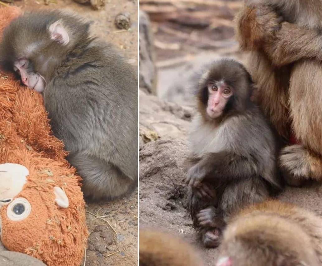 Piden que el macaco Punch sea trasladado a un santuario “de buena reputación”. FOTOS: Captura de video - Zoológico y Jardín Botánico de la Ciudad de Ichikawa 
