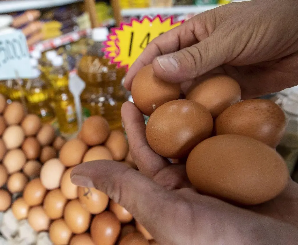 Además del crecimiento en consumo y producción, el huevo se consolida como la proteína más accesible para los hogares. FOTO: Manuel Saldarriaga.