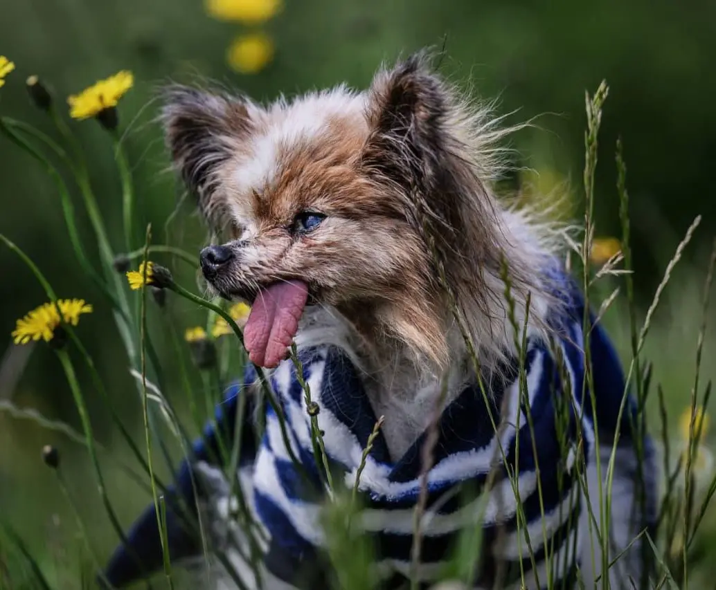 Tristeza por la muerte de Lazare, a sus 30 años y considerado el perro más viejo del mundo. FOTO: AFP 