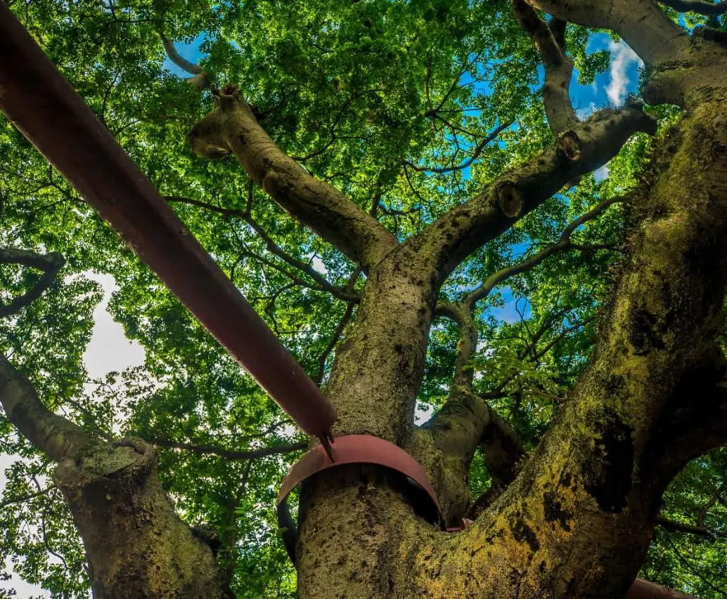 ¿Por qué el árbol algarrobo emana un olor fuerte en ciertas temporadas del año? FOTO: ANDRÉS CAMILO ECHEVERRY SUÁREZ