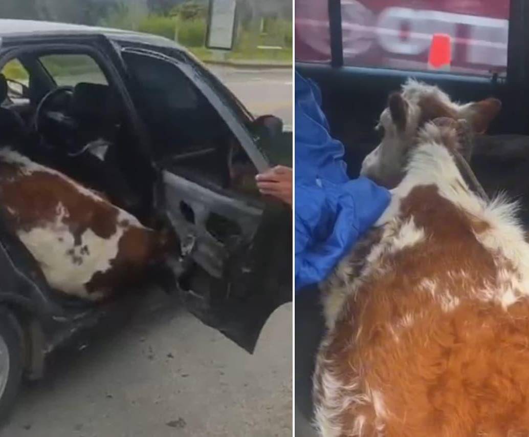 Dos vacas fueron transportadas en un carro particular en medio de un hurto. FOTOS: Capturas de video @Policianacional