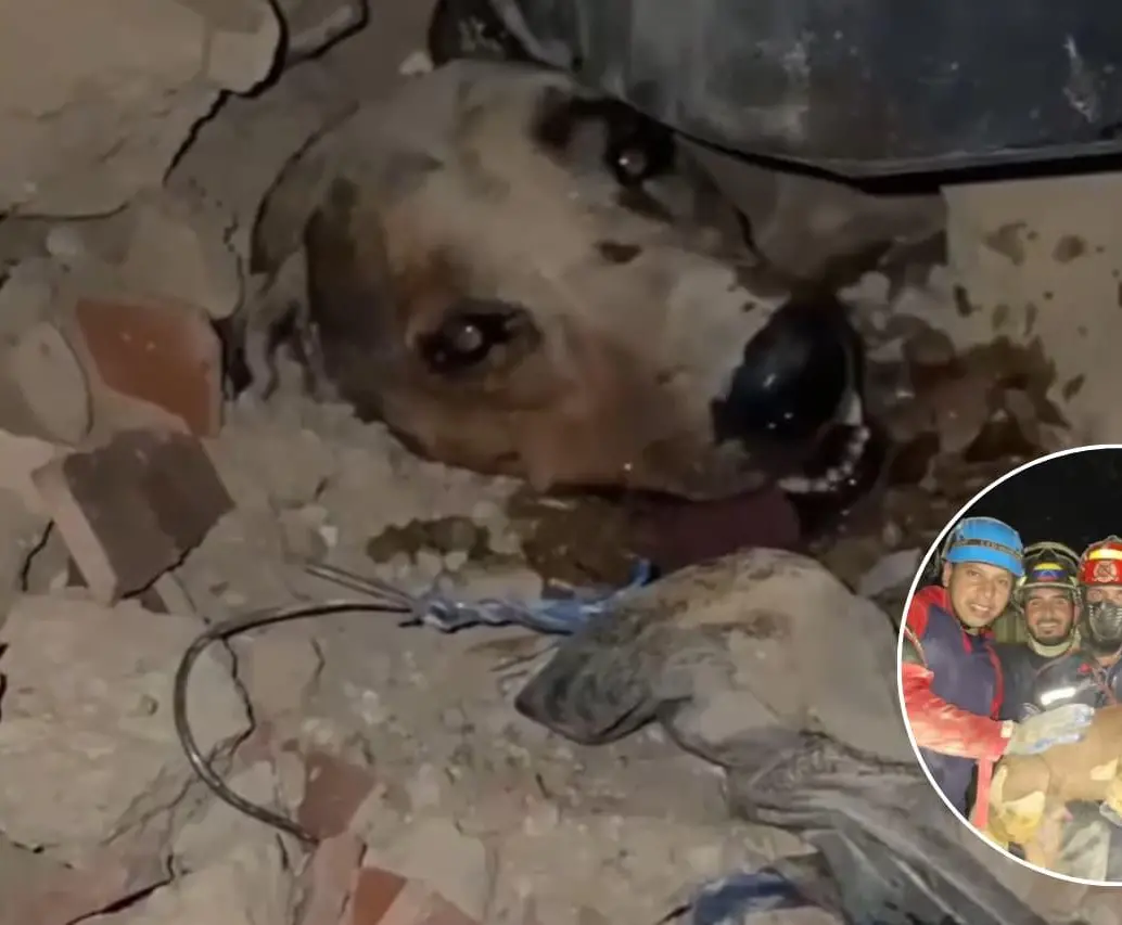 Un perro fue rescatado entre los escombros tras el terremoto en Venezuela. FOTO: Captura de video X @Mr_Civico